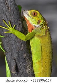 Close up photo of Green Iguana, Iguana iguana relaxing waiting for prey on a wood branch - Shutterstock ID 2333996157