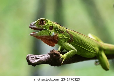 Close up photo of Green Iguana, Iguana iguana relaxing on a branch
