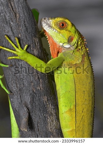 Close up photo of Green Iguana, Iguana iguana relaxing waiting for prey on a wood branch