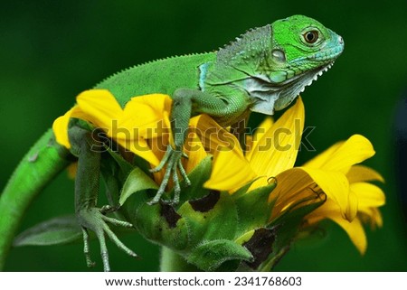 Close up photo of Green Iguana, Iguana iguana relaxing waiting for prey on a yellow flower