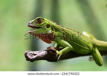 Close up photo of Green Iguana, Iguana iguana relaxing on a branch