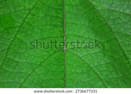 close up photo of green leaf surface with visible detailed veins for background
