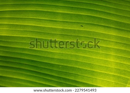 Close up photo of green leaf texture