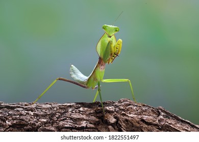 Close up photo of a Green praying mantis (Mantis religiosa)