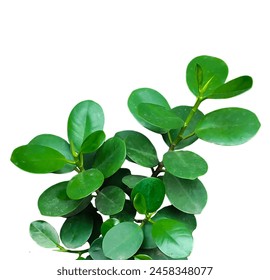 a close photo of green tree leaf brush on white background,  green leaves on a plant on a transparent background