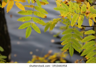 Close Photo Of Green-yellow Autumn Leaves Of Mountain Ash Against Water Of A Pond