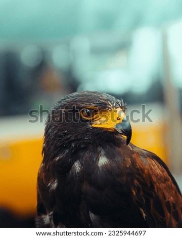 close up photo of a hawk from funchal, madeira