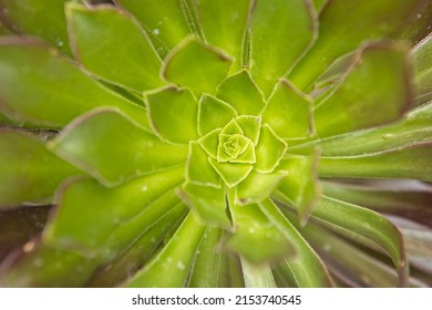 A Close Up Photo Of A Haworth's Aeonium At Manito Park In Spokane, Washington.