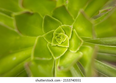 A Close Up Photo Of A Haworth's Aeonium At Manito Park In Spokane, Washington.