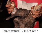 Close up photo of head of the western long beaked echidna zaglossus bruijnii