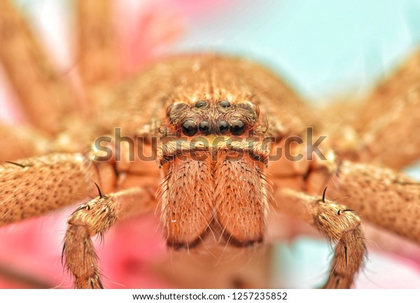 Close Photo Heteropoda Venatoria Huntsman Spider Stock Photo 1257235852 ...