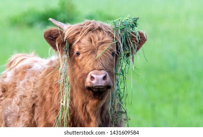 1,379 Scottish coo Images, Stock Photos & Vectors | Shutterstock