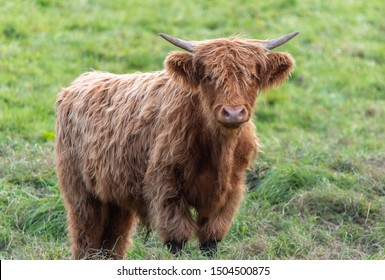 Close Photo Highland Cow Standing Field Stock Photo 1504500875 ...