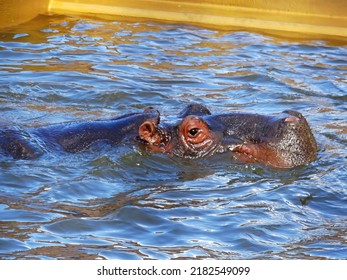 Close up photo of hippopotamus playing in water. A hippo swims and only his face shows out of the water