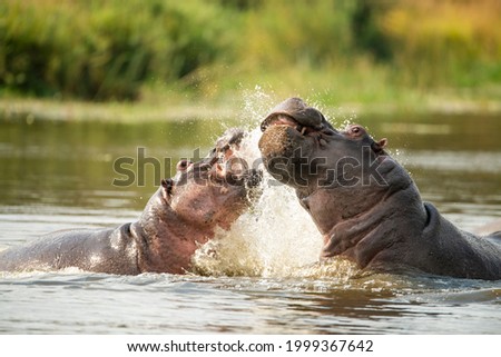 close up photo of hippopotamus playing in water 