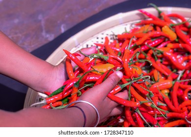 A Close Up Photo Of Holding Fresh Long Red Chillies In Hand. These Chilli Are Also Known As Red Cayenne .