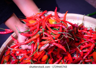 A Close Up Photo Of Holding Fresh Long Red Chillies In Hand. These Chilli Are Also Known As Red Cayenne.