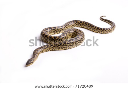 Close up photo of huge and dangerous anaconda snake (Eunectes murinus) ready to attack on white background isolated, a lot of copyspace available, macrophotography