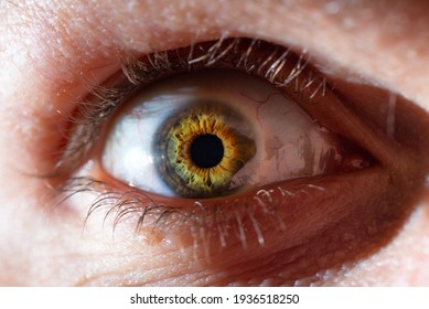 Up Close Photo Of A Human Eye