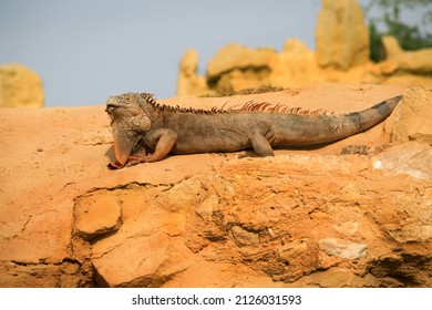 Close up photo of Iguana, also known as the American iguana, is a large, arboreal, mostly herbivorous species of lizard of the genus Iguana.