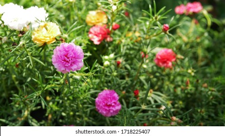 Common Purslane Close Up Flower Images Stock Photos Vectors Shutterstock