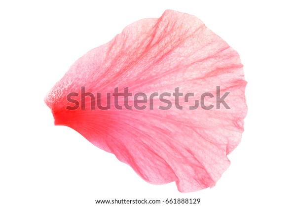 白い背景にピンクのハイビスカスまたは中国のバラの花びらの接写画像 花柄 抽象的な葉のテクスチャー の写真素材 今すぐ編集