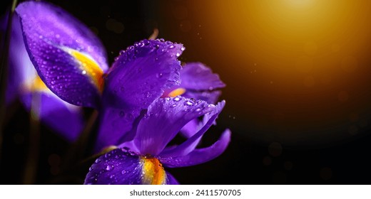 Close up photo of iris flower with macro detail. Beautiful purple flower with water drops on petals on dark blurred background. Shallow depth of field. Banner with space for text - Powered by Shutterstock