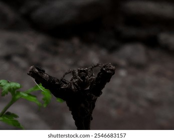 Close up photo of jumping spider(Salticidae).  - Powered by Shutterstock