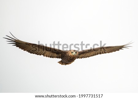 Similar – Awesome bird of prey in flight