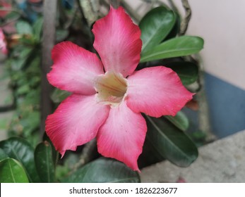 381 Kalachuchi Flowers Images, Stock Photos & Vectors | Shutterstock