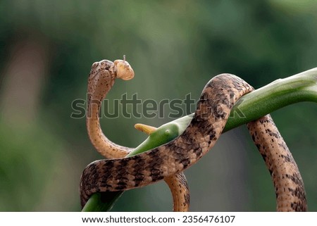 Close up photo of a Keeled slug snake 