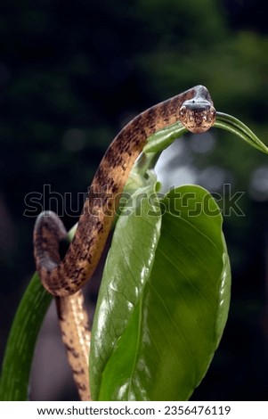 Close up photo of a Keeled slug snake 
