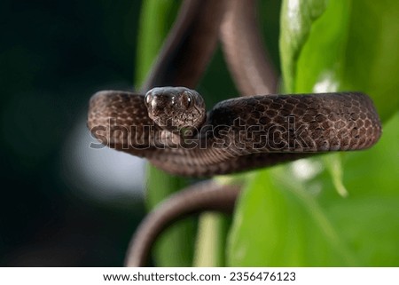 Close up photo of a Keeled slug snake 