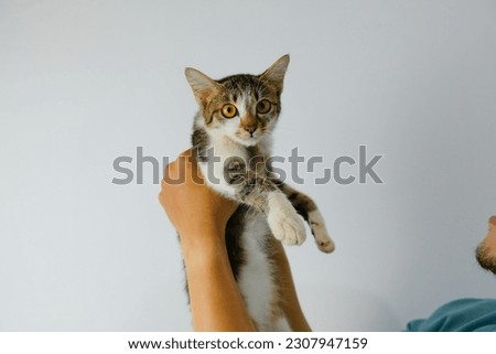 close up photo of kitten being held, isolated on gray background