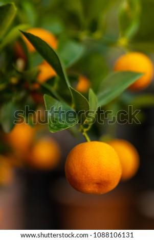The close up photo of Kumquats orange or Citrus japonica foliage and fruits