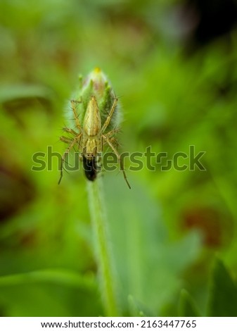 close up photo or macro photo of a spider with the scientific name Oxyopes salticus or Striped lynx spider hunting its prey and perching on a flower bud that has not yet bloomed