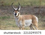 A close up photo of a male pronghorn antelope with antlers in western Montana.