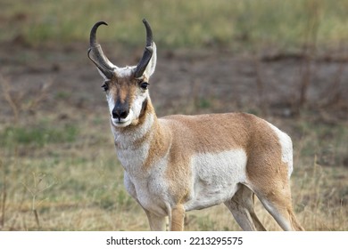A close up photo of a male pronghorn antelope with antlers in western Montana.