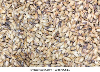 Close Up Photo Malt Grains, Top View