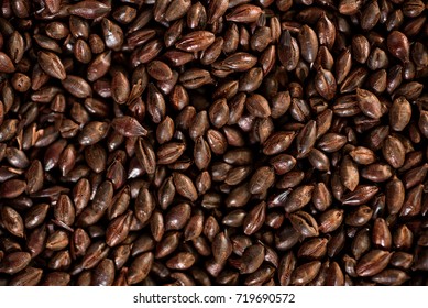 Close Up Photo Malt Grains, Top View