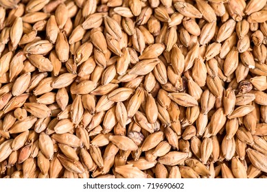 Close Up Photo Malt Grains, Top View