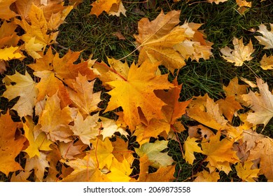 Close up photo of maple fallen yellow and orange leaves on the grass. Golden autumn concept.
