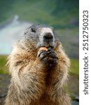 close up photo of a marmot eating a carrot in the mountains