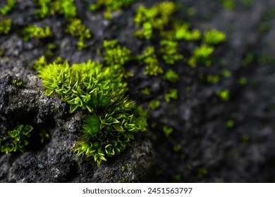 Close up photo of moss grow on the rough rock surface. Concept for international forest day, go green, earth day, ecology. - Powered by Shutterstock