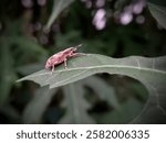 A close up photo of a naupactus beetle on the tip of a leaf.