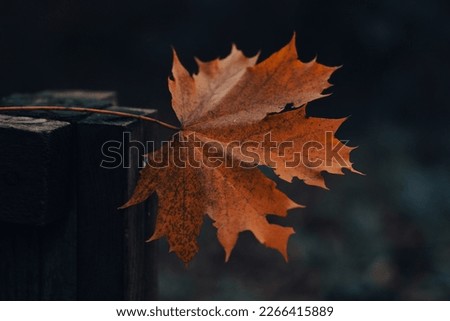 Close up photo of an orange autumn leaf, wilting red maple leaf maple tree in fall, October outdoors forest setting woodland