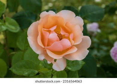 Close up photo of a orange rose with beautiful peatals
