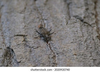 Close Up Photo Of A Pentatomoidea Insect On A Tree.