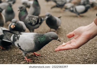 Close up photo of pigeon eating from hand