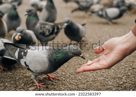Close up photo of pigeon eating from hand